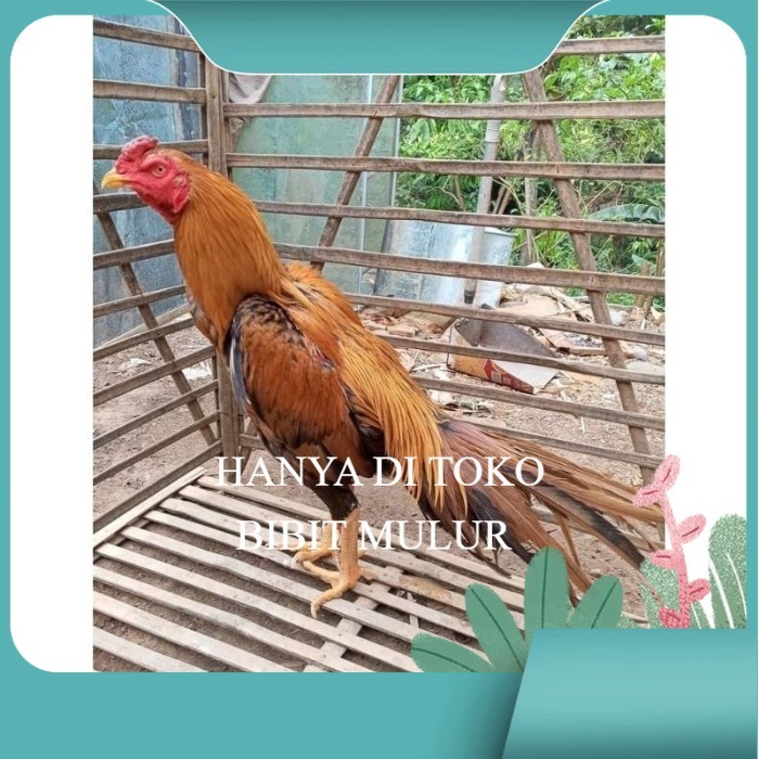 

(10 butir) Telur Ayam Ekor Lidi Untuk Di tetaskan bibit.mulur