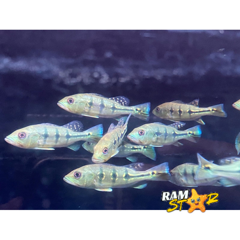 Pbass Orinoco Hulk 3 Spot ukuran 7-9 cm