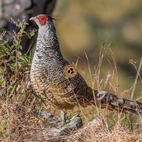 

Telur ayan hias ringneck cheer pheasant fertil siap ditetaskan KURNIA PRATAMA ID