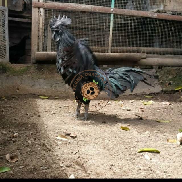 

TELUR AYAM HIAS CEMANI LIDAH HITAM FRESS KURNIA PRATAMA ID