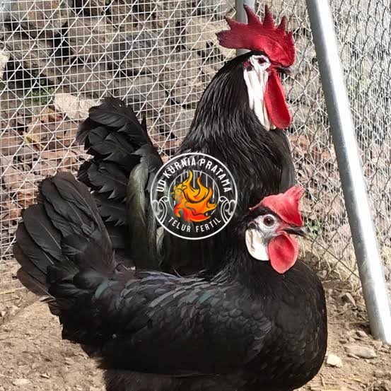 

Telur ayam white face spanish / telur ayam hias fertil siap cod UD KURNIA PRATAMA