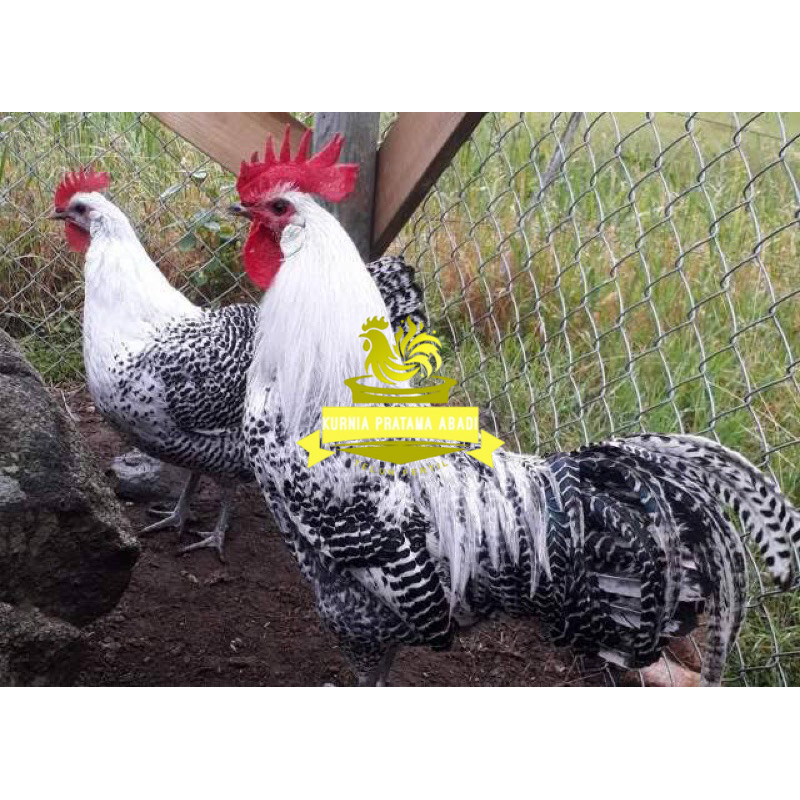 

TELUR FERTIL AYAM ARAB PETELUR HANDAL INDUKAN TERSELEKSI UNTUK DI TETASKAN KURNIA PRATAMA ABADI