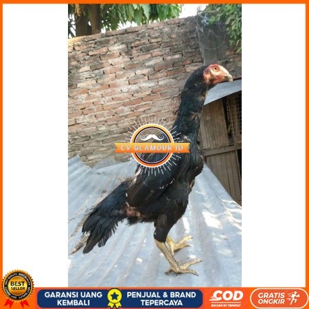 

Telur Shamo X BK clasik terlaris CV GLAMOUR ID