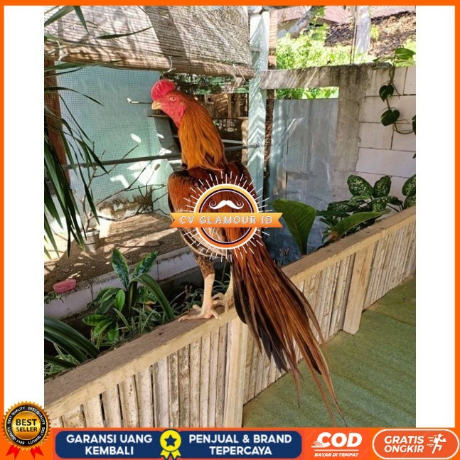 

TELUR AYAM BANGKOK EKOR LIDI UNTUK DI TETASKAN CV GLAMOUR ID