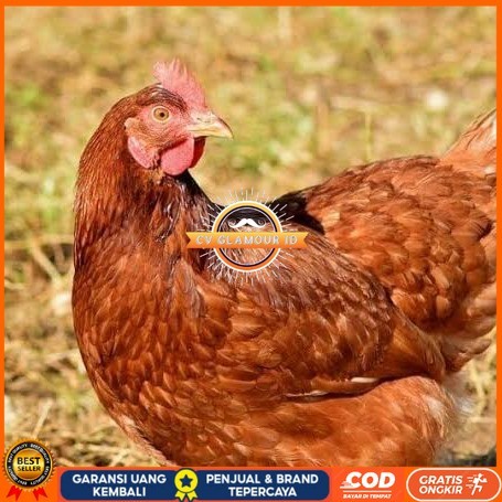 

Telur ayam rodhe island / telur ayam hias / telur fertil siap tetas CV GLAMOUR ID
