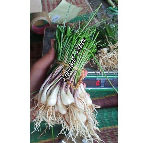 

OHI SAYURAN KUNCAI BAWANG KUCAI SEGAR BISA UNTUK BIBIT SA