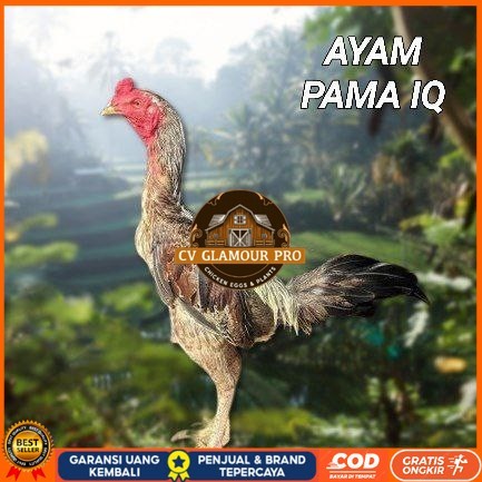 

telur ayam Pama iq untuk di tetaskan CV GLAMOUR PRO