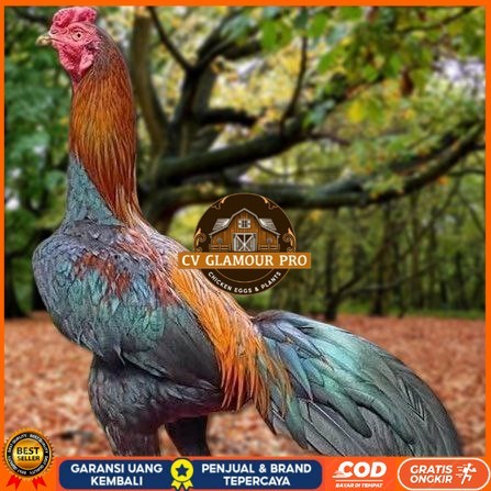 

Telur Ayam Pakhoy Trah Maneedaeng Vertil Siap Di Tetaskan Jaminan Super Oiginal Bergaransi CV GLAMOUR PRO