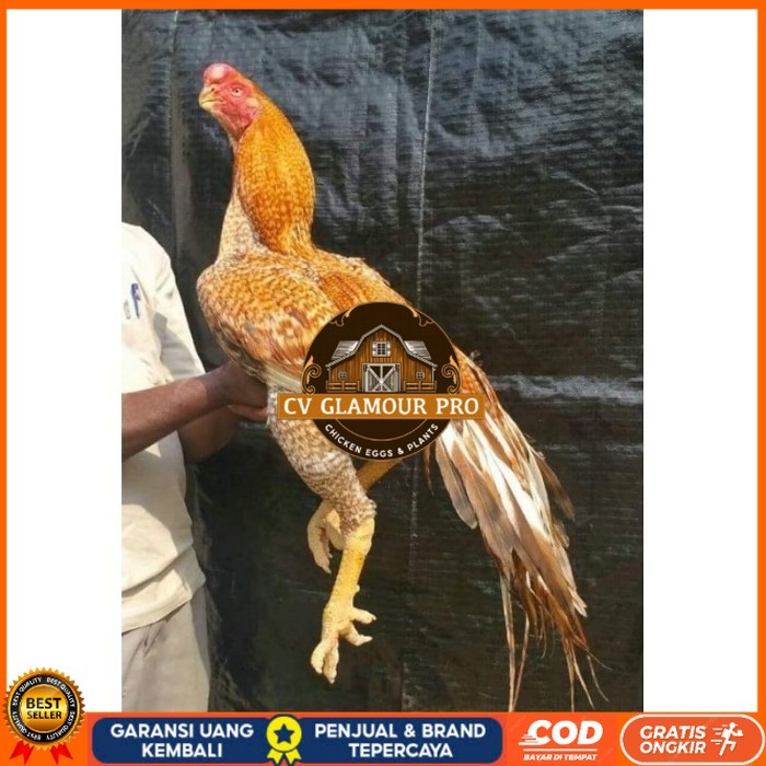 

TELUR PHAKOY MURAH FRESH FERTIL original berkualitas CV GLAMOUR PRO