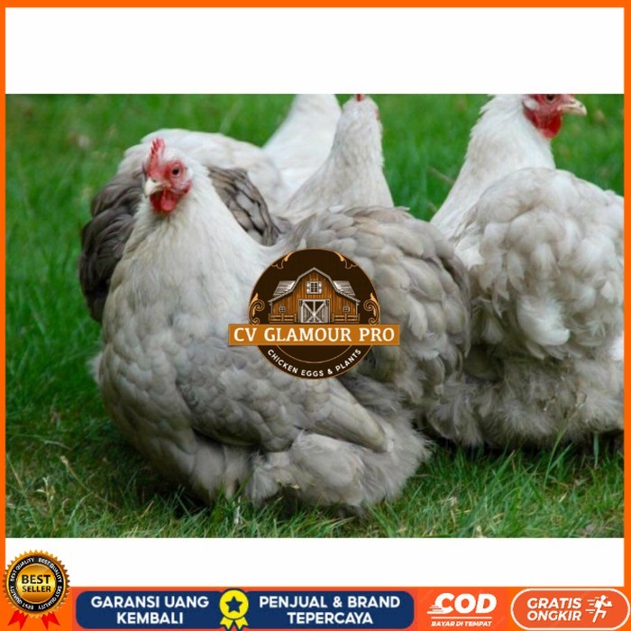 

Telur ayam hias bantam chocin fertil siap ditetaskan - bantam chocin CV GLAMOUR PRO