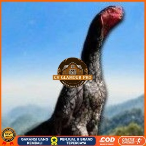 

telur ayam shamo super original CV GLAMOUR PRO