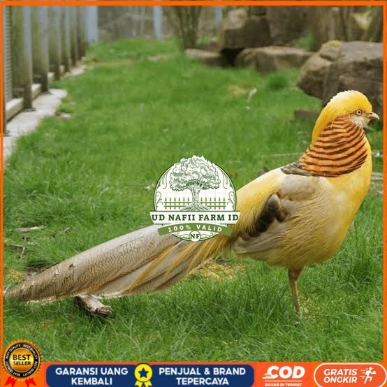 

Telur ayam hias ringneck yellow pheasant fertil asli UD NAFII FARM ID