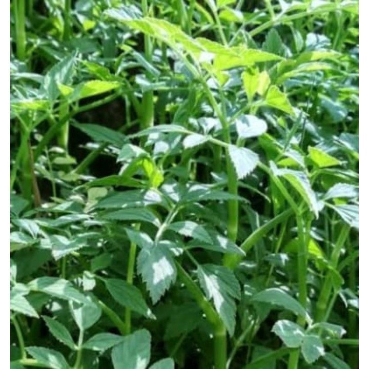 

Daun tespong segar 250 gram