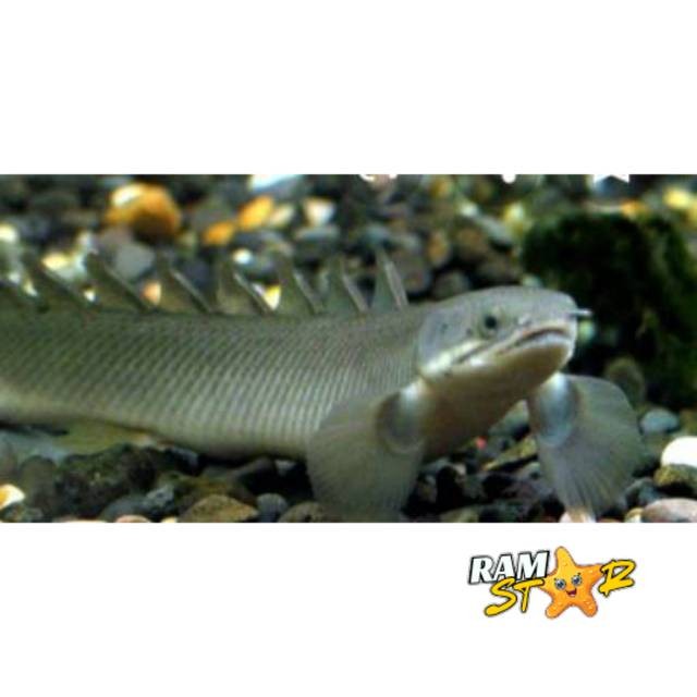 Ikan hias Palmas 7-9 cm hitam naga fish