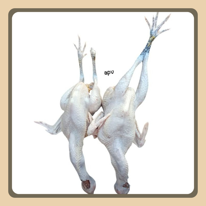 

ayam kampung 1 ekor berat hidup 1 kg fresh segar