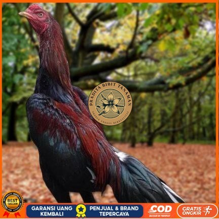

Telur Ayam Pakhoy Ori Thailand Vertil Siap Di Tetaskan Jaminan Super Oiginal Bergaransii PRADITA BIBIT TANAMAN