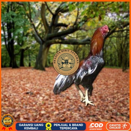 

Telur Ayam Pakhoy Super Vertil Siap Di Tetaskan Jaminan Super Oiginal Bergaransi Valid PRADITA BIBIT TANAMAN