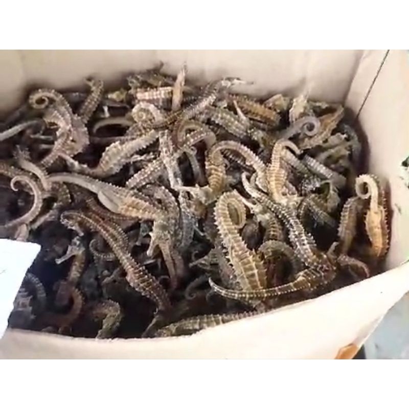 

KL HAIMA SUPER /KUDA LAUT KERING 50 Gram Isi 20-30 PCS Size 7-13CM