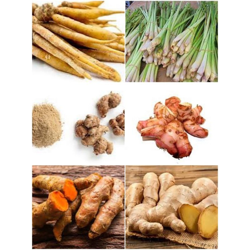 

Sereh, kunyit,lengkuas, jahe, temu kunci,kencur, temu lawak terlaris berkualitas