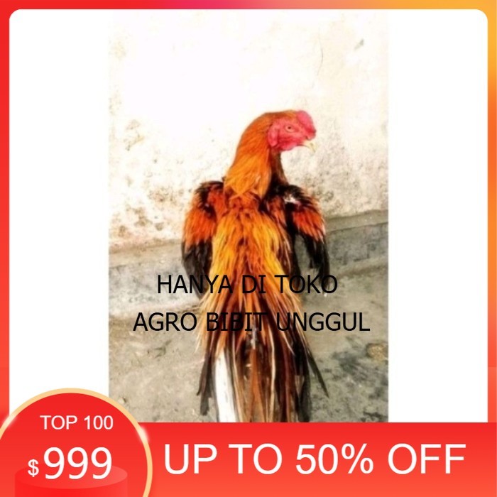 

Telor Ayam Bangkok Ekor Lidi Telur Ayam Hias Fertil hanya untuk ditetaskan - Pejantan 1 agro.bibit.unggul