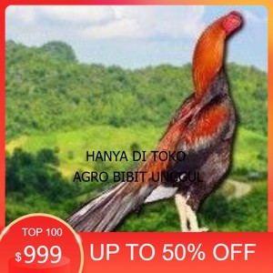 

PAKET 3 BUAH TELUR AYAM BANGKOK EKOR LIDI (FRESH) agro.bibit.unggul