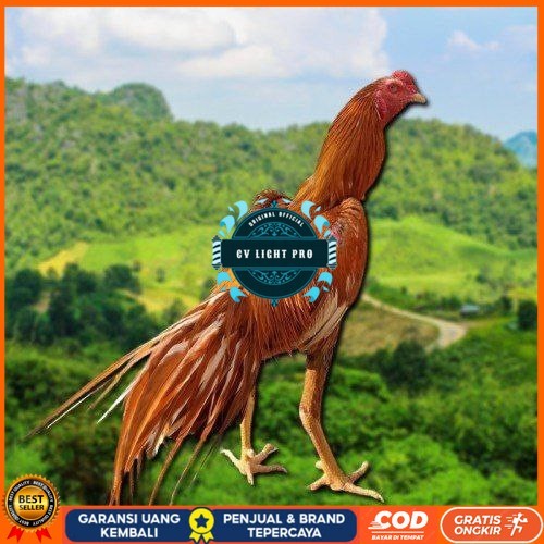 

telur Ayam Bangkok Clasik ekor lidi Fertil CV LIGHT PRO