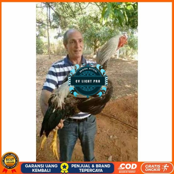 

Telur ayam gorila / gorilla jumbo fertil siap ditetaskan CV LIGHT PRO