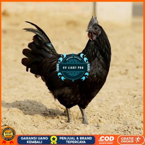 

Telur ayam cemani / telur ayam hias / telur fertil siap kirim CV LIGHT PRO