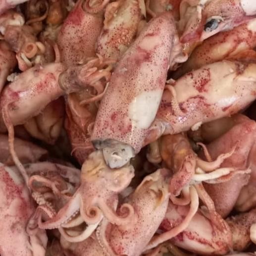 

Cumi Asin Besar 1 kg