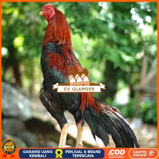 

Telur ayam bangkok pakhoy petarung aduan fertil siap ditetaskan CV GLAMOUR