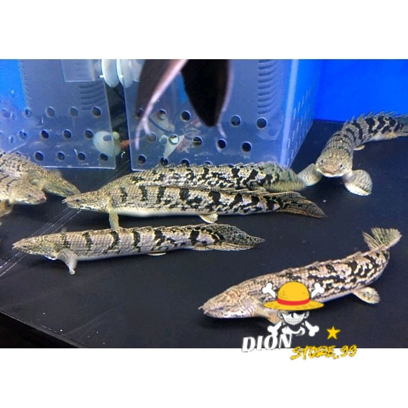 Palmas Delhezi 9-11 cmTop Marking