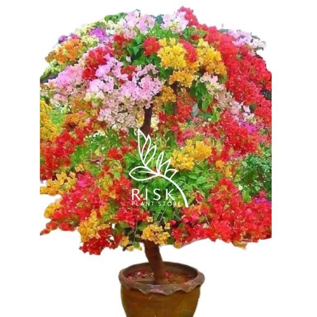 tanaman bunga bougenville 5 warna  tanaman hias bougenville Bunga kertas Bugenville