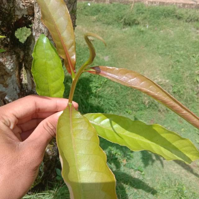 

termurah Daun Putat segar terbaik 50 gram AR