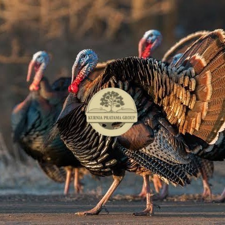 

Telur ayam kalkun jumbo / telur ayam hias / telur fertil siap cod KURNIA PRATAMA GROUP
