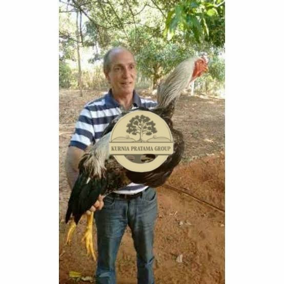 

Telur ayam gorila / gorilla jumbo fertil siap ditetaskan KURNIA PRATAMA GROUP