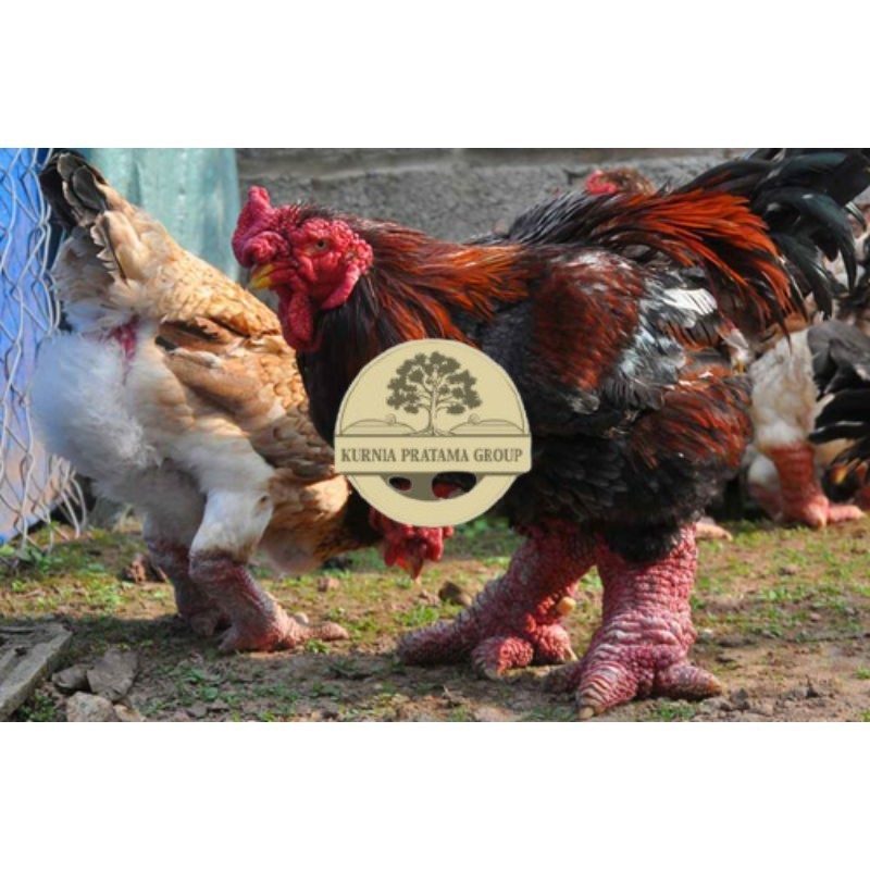 

TELUR AYAM DONG TAO / KAKI GAJAH DARI VIETNAM untuk di tetaskan KURNIA PRATAMA GROUP