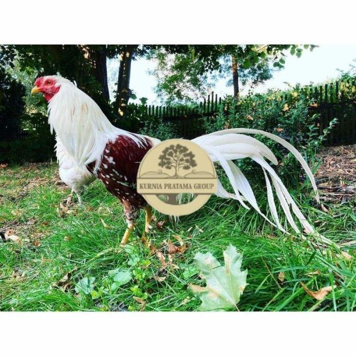 

Telur ayam hias yokohama fertil siap ditetaskan Langsung KURNIA PRATAMA GROUP