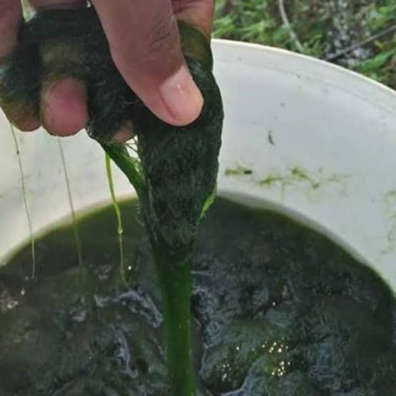 Lumut halus segar pakan ikan nila 1kg