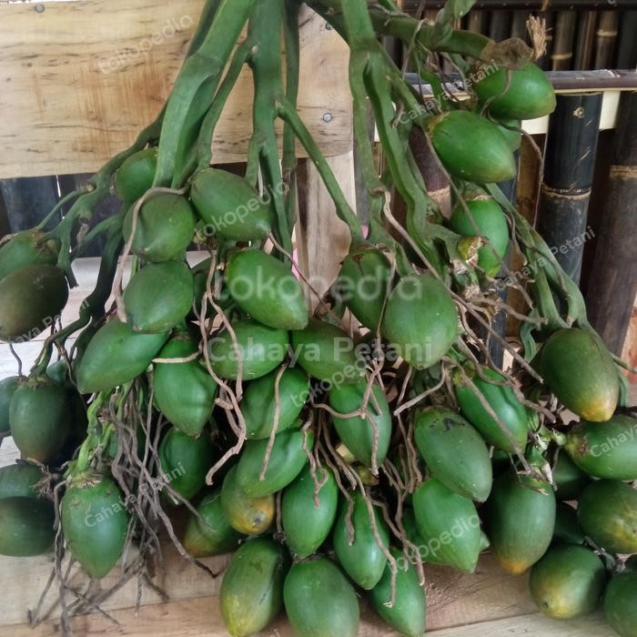 

Ready stok buah pinang ceming BUAH PINANG MUDA SEGAR 1 KG