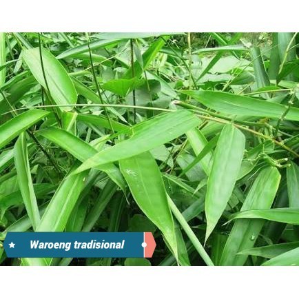 

Sahabatalam Daun Bambu Segar KC