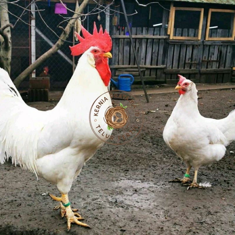 

TELUR AYAM ELBA PETELUR UNTUK DI TETASKAN KURNIA PRATAMA ID