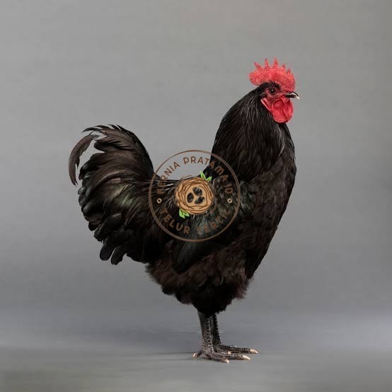 

Telur ayam hias black australorp fertil siap ditetaskan KURNIA PRATAMA ID