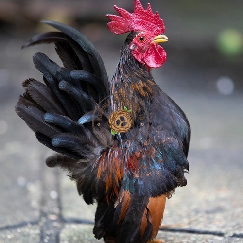 

Telur ayam serama kate lokal telur ayam hias telur fertil siap cod KURNIA PRATAMA ID