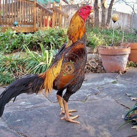 

Telur ayam bangkok shamo brazil / ayam petarung aduan bisa ditetaskan KURNIA PRATAMA ID