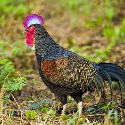 

Telur ayam hutan x jawa / telur ayam hias / telur fertil siap tetas KURNIA PRATAMA ID