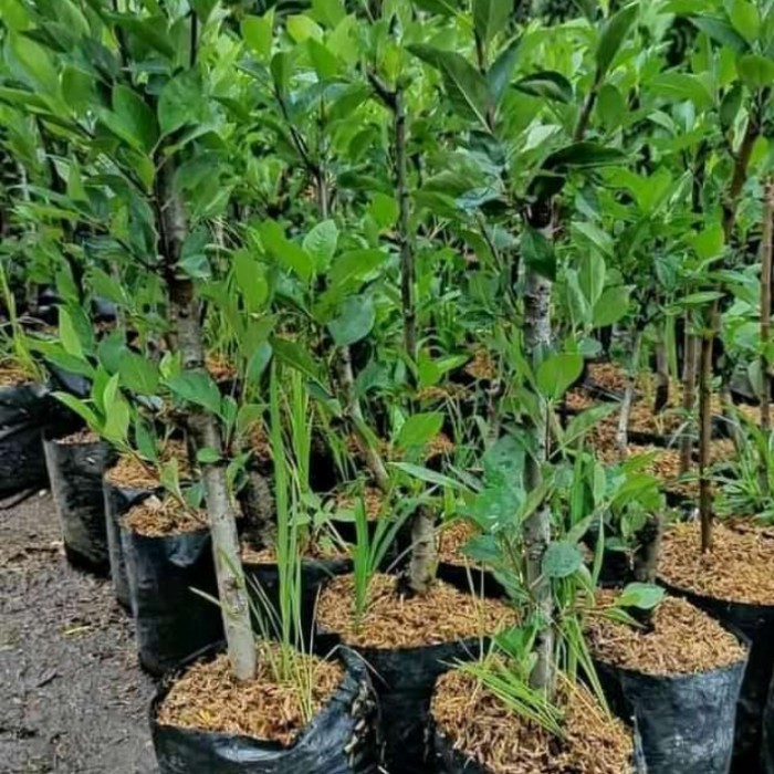 Bibit Apel Buah Apel Fuji Sek Batang Cepat Berbuah