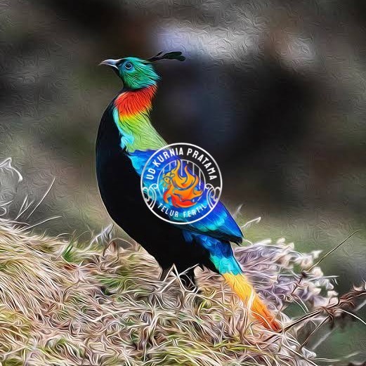 

Telur ayam hias ringneck impeyan pheasant fertil siap ditetaskan UD KURNIA PRATAMA