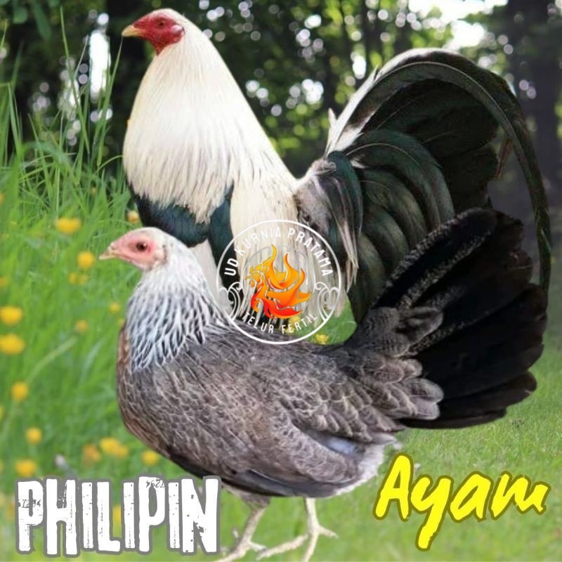 

telur ayam philipin import AK47 bisa untuk di tetaskan UD KURNIA PRATAMA