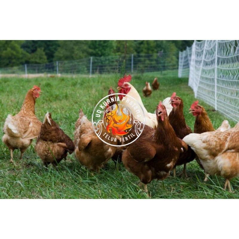 

TELUR AYAM RAS PETELUR TANGGUH UNTUK DI TETASKAN UD KURNIA PRATAMA