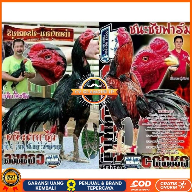 

Telur fertil pakhoy trah maneedaeng x blackbull x black rose x durian x payabod x jimmywhite x 17yok / khoyngon garansi fertil CV GLAMOUR ID